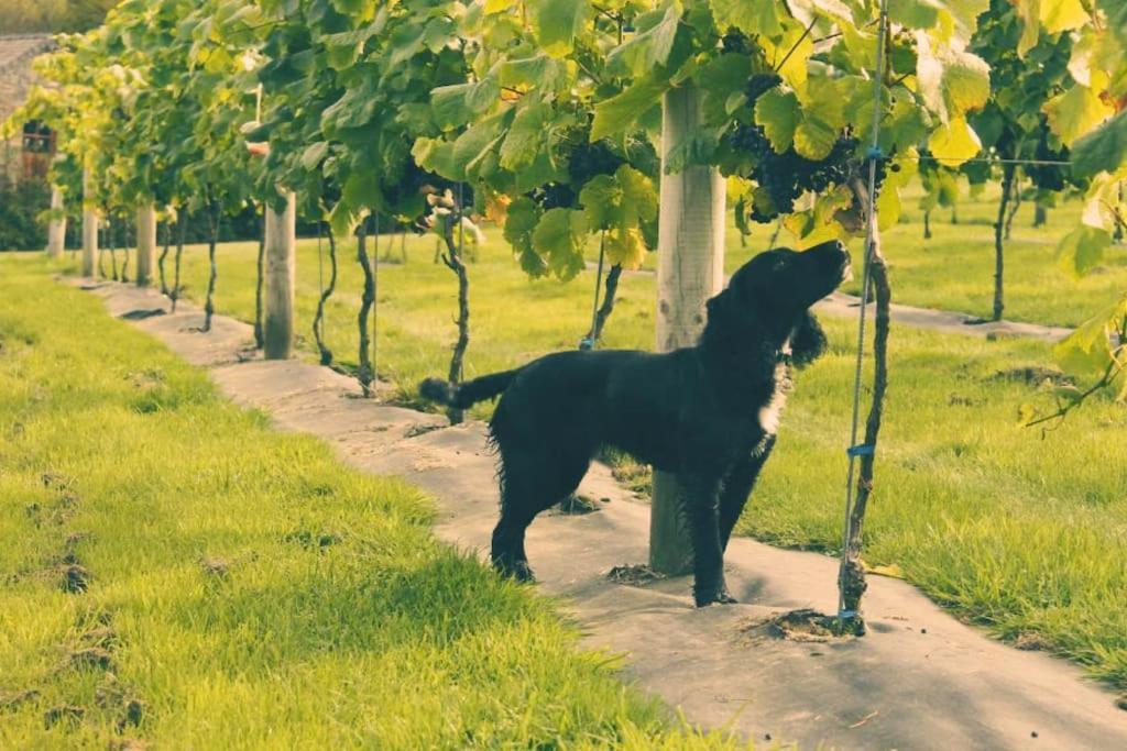 Vineyard Country Cottage Llanerch-Aeron Eksteriør bilde